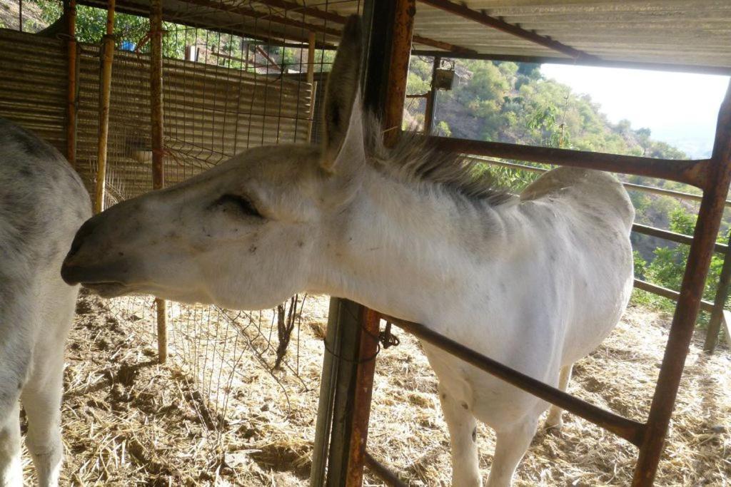 Finca Los Burros Totalan Bagian luar foto